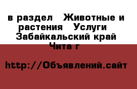  в раздел : Животные и растения » Услуги . Забайкальский край,Чита г.